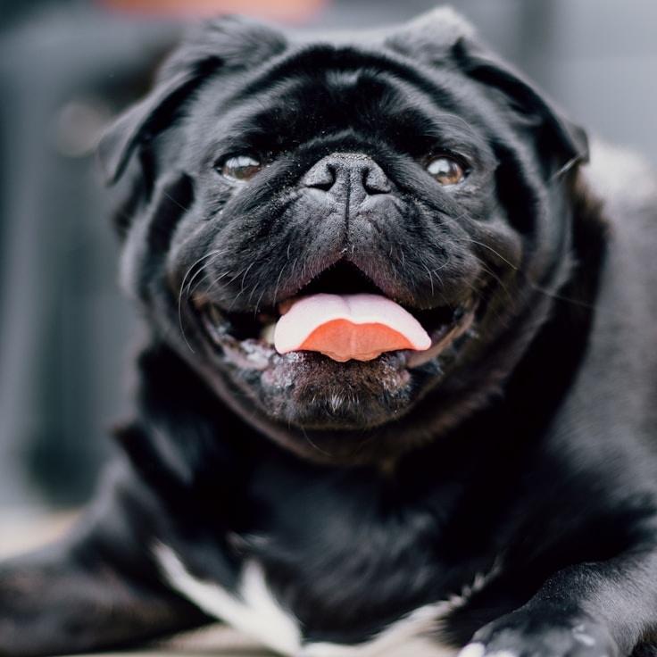 Portrait of a group coordinator and fusion cooking expert